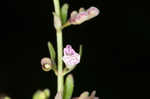 South Americn skullcap